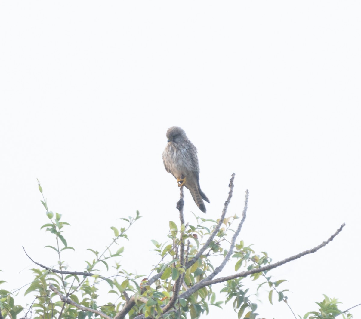 Eurasian Kestrel - ML645707223