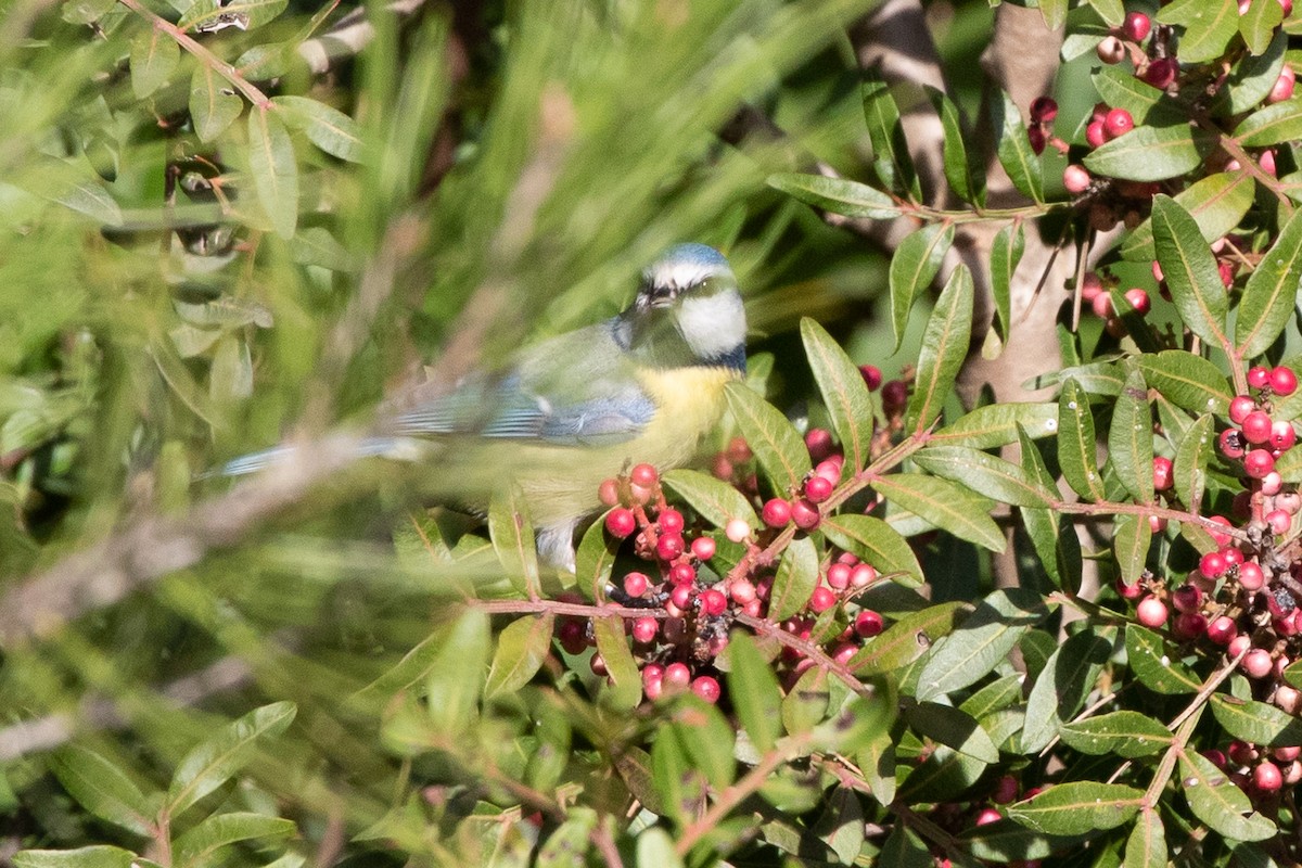 Eurasian Blue Tit - ML645707224