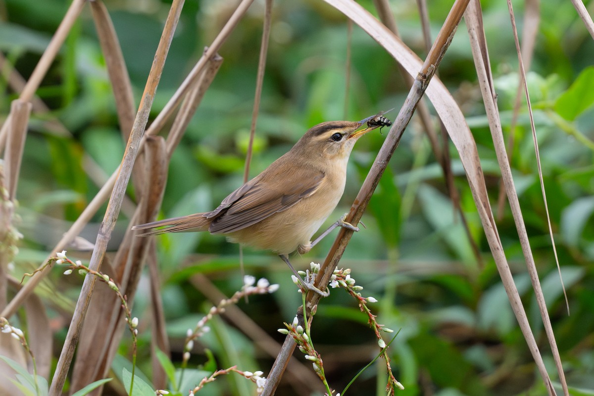 Black-browed Reed Warbler - ML645707225