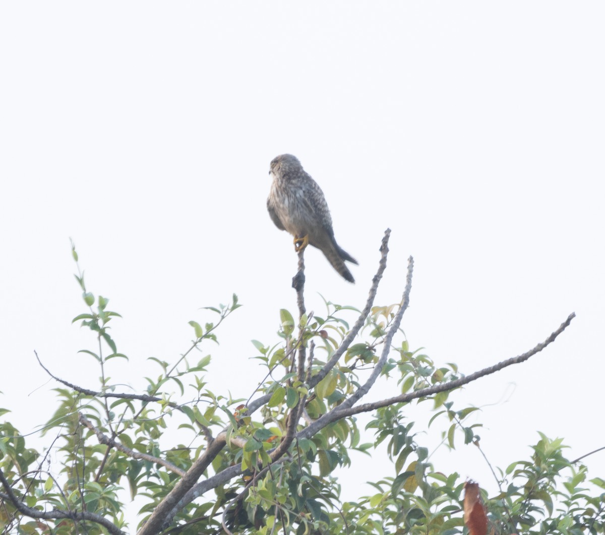Eurasian Kestrel - ML645707226