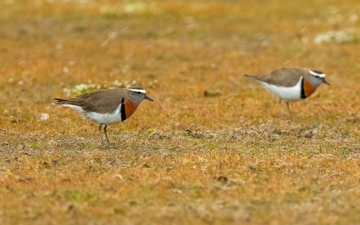 Rufous-chested Dotterel - ML645707227