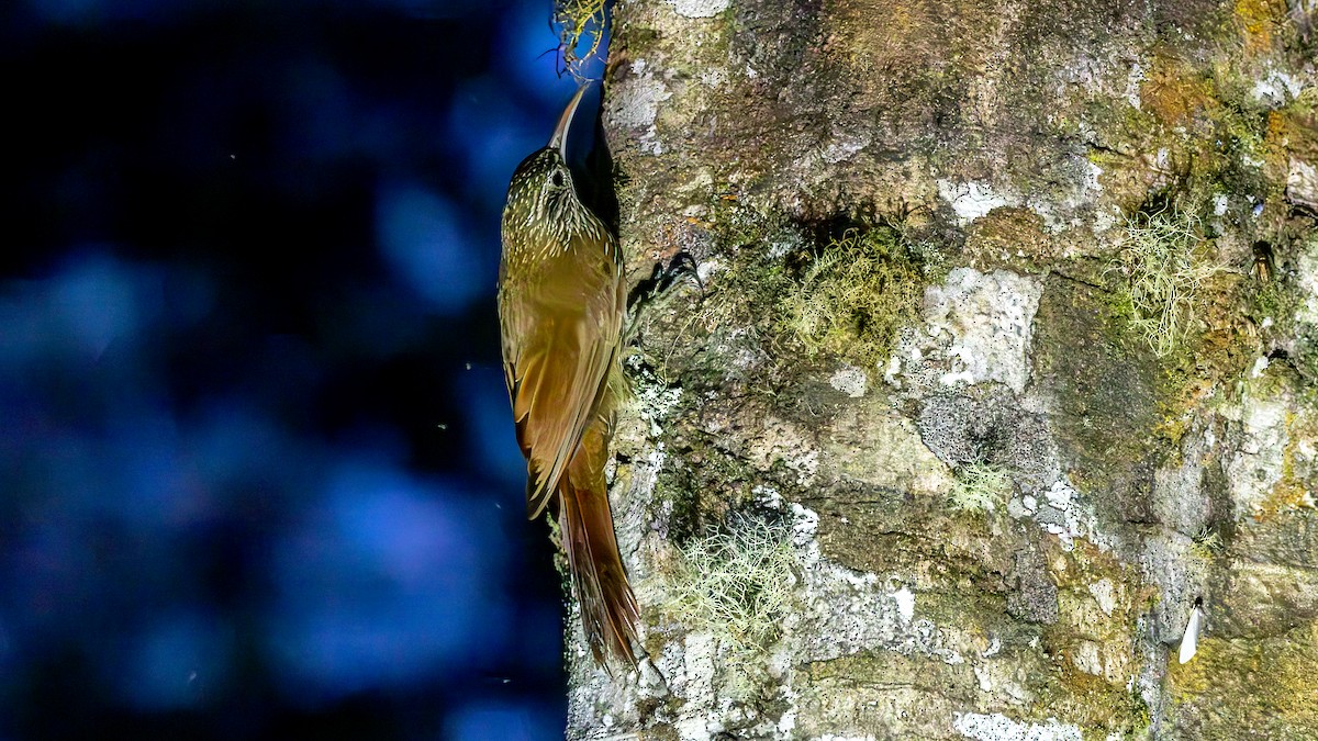 Montane Woodcreeper - ML645707228
