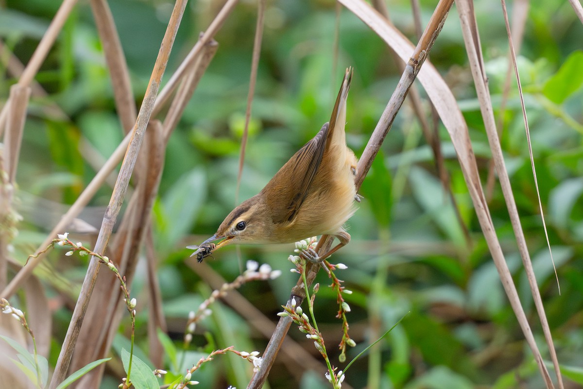 Black-browed Reed Warbler - ML645707229