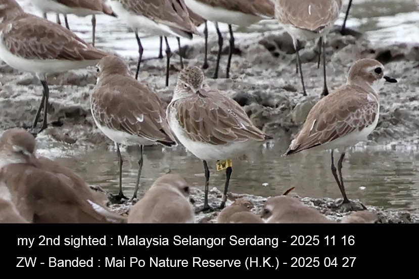 Curlew Sandpiper - ML645707230