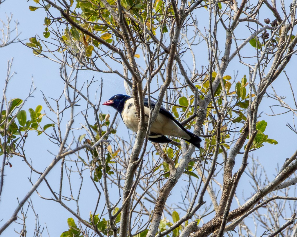Red-billed Pied Tanager - ML645707232