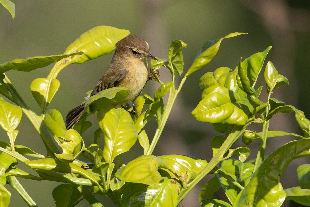 Common Chiffchaff - ML645707233