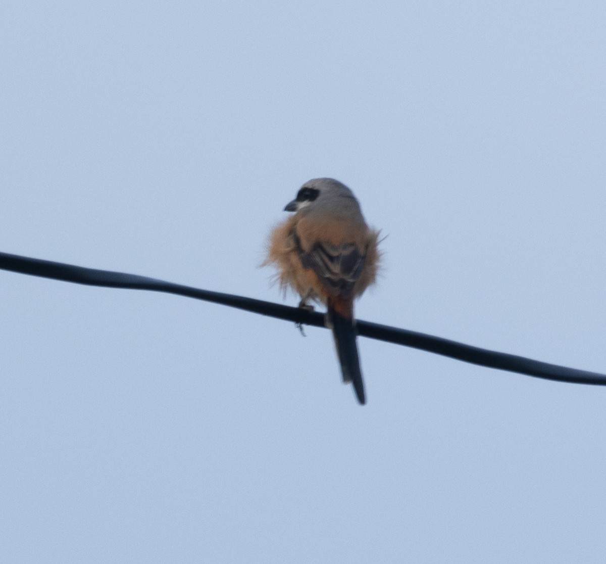 Long-tailed Shrike - ML645707234
