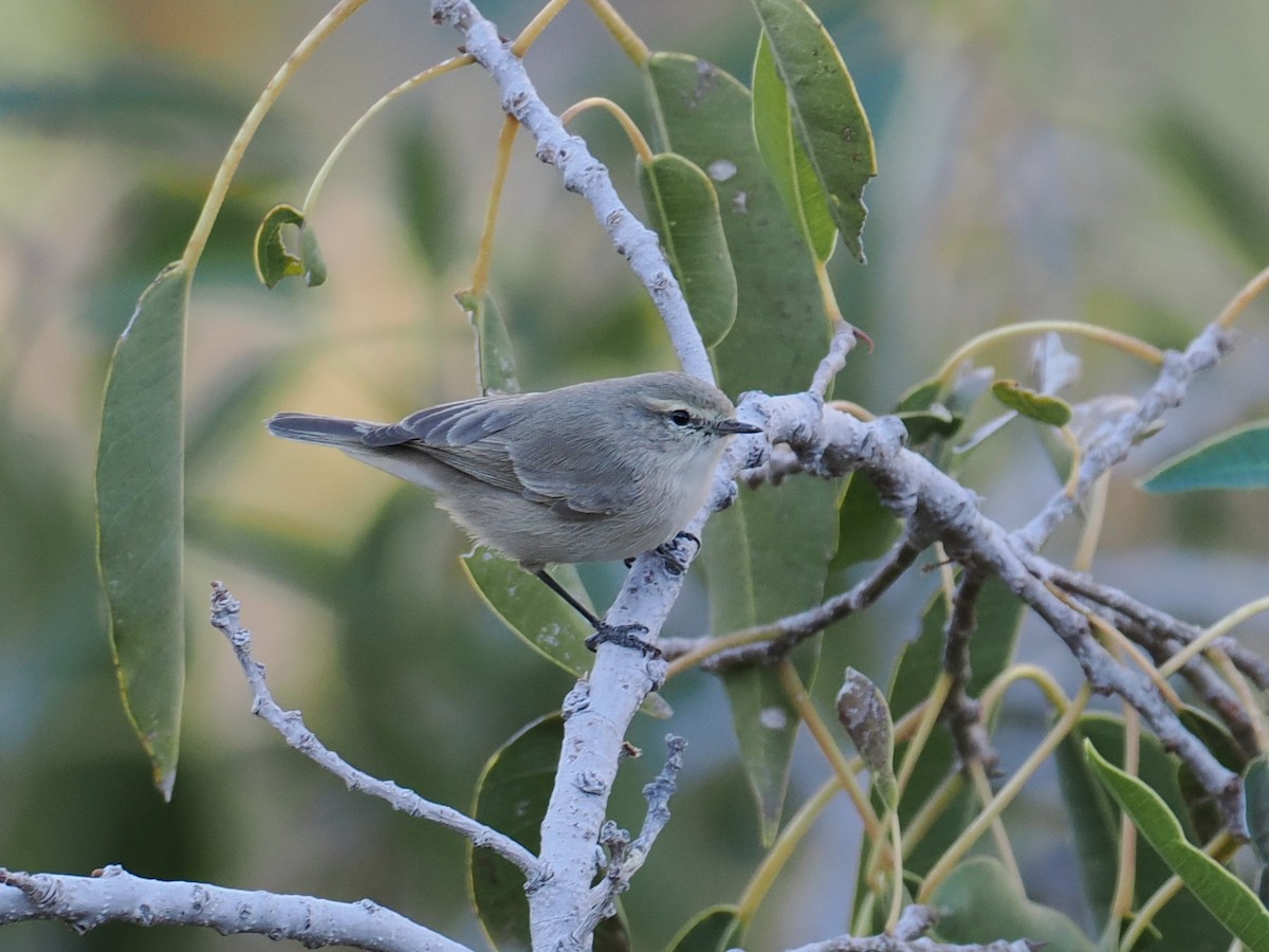 Plain Leaf Warbler - ML645707235