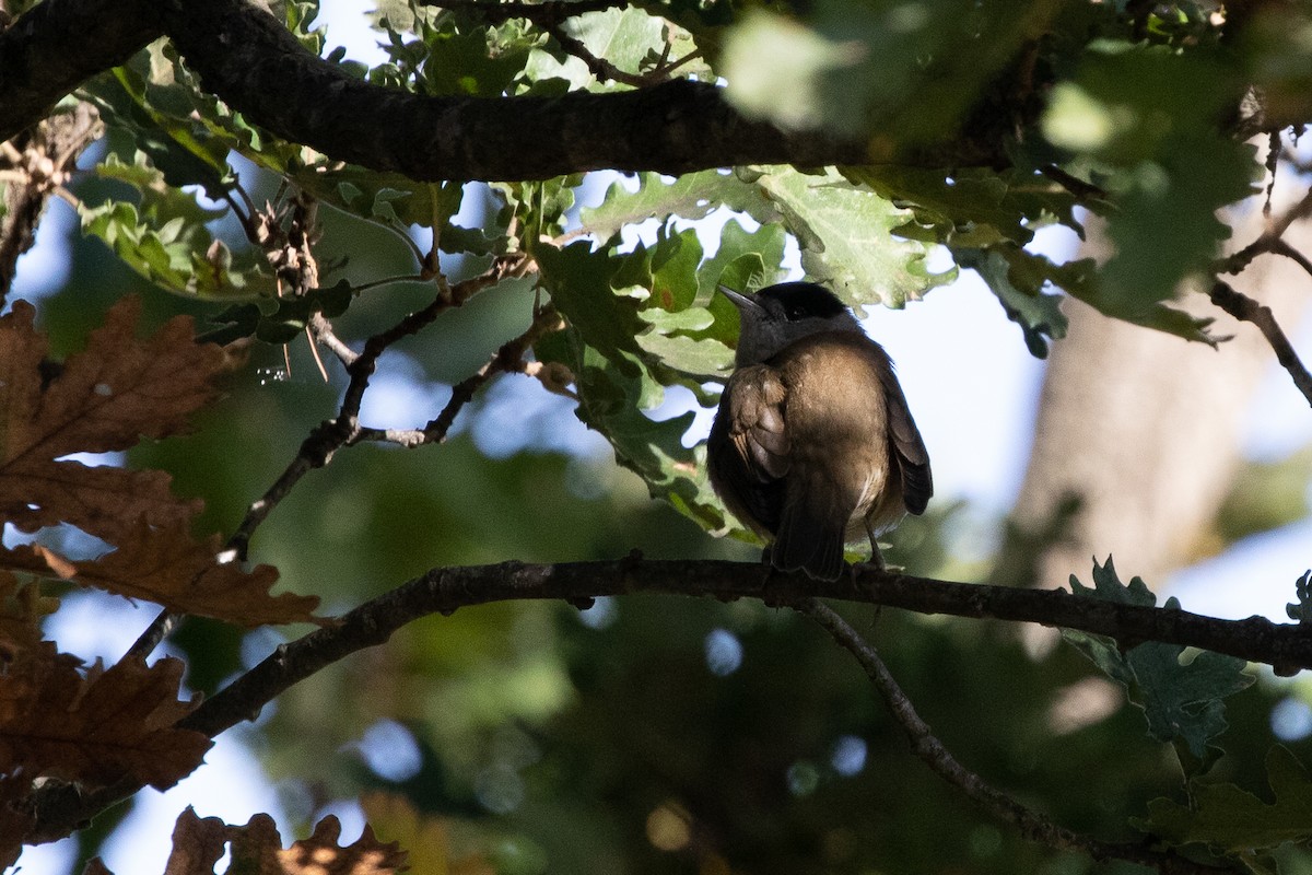 Eurasian Blackcap - ML645707237