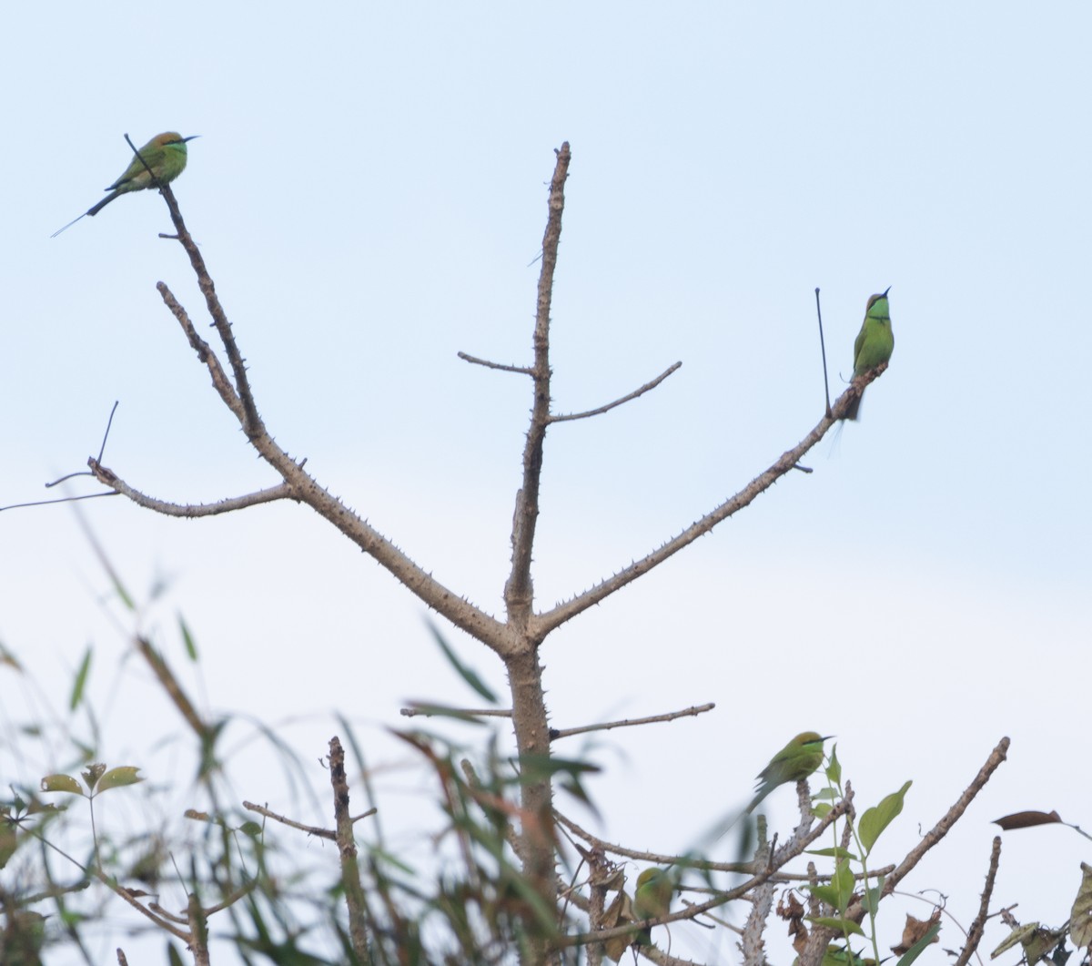 Black Drongo - ML645707238