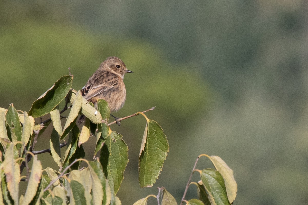 European Stonechat - ML645707259