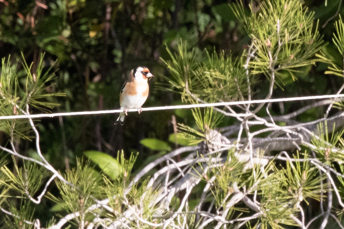 European Goldfinch - ML645707267