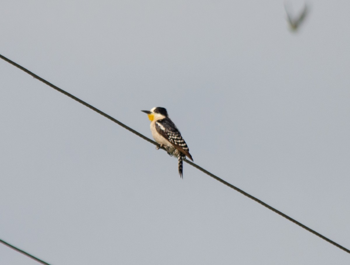 White-fronted Woodpecker - ML645707268