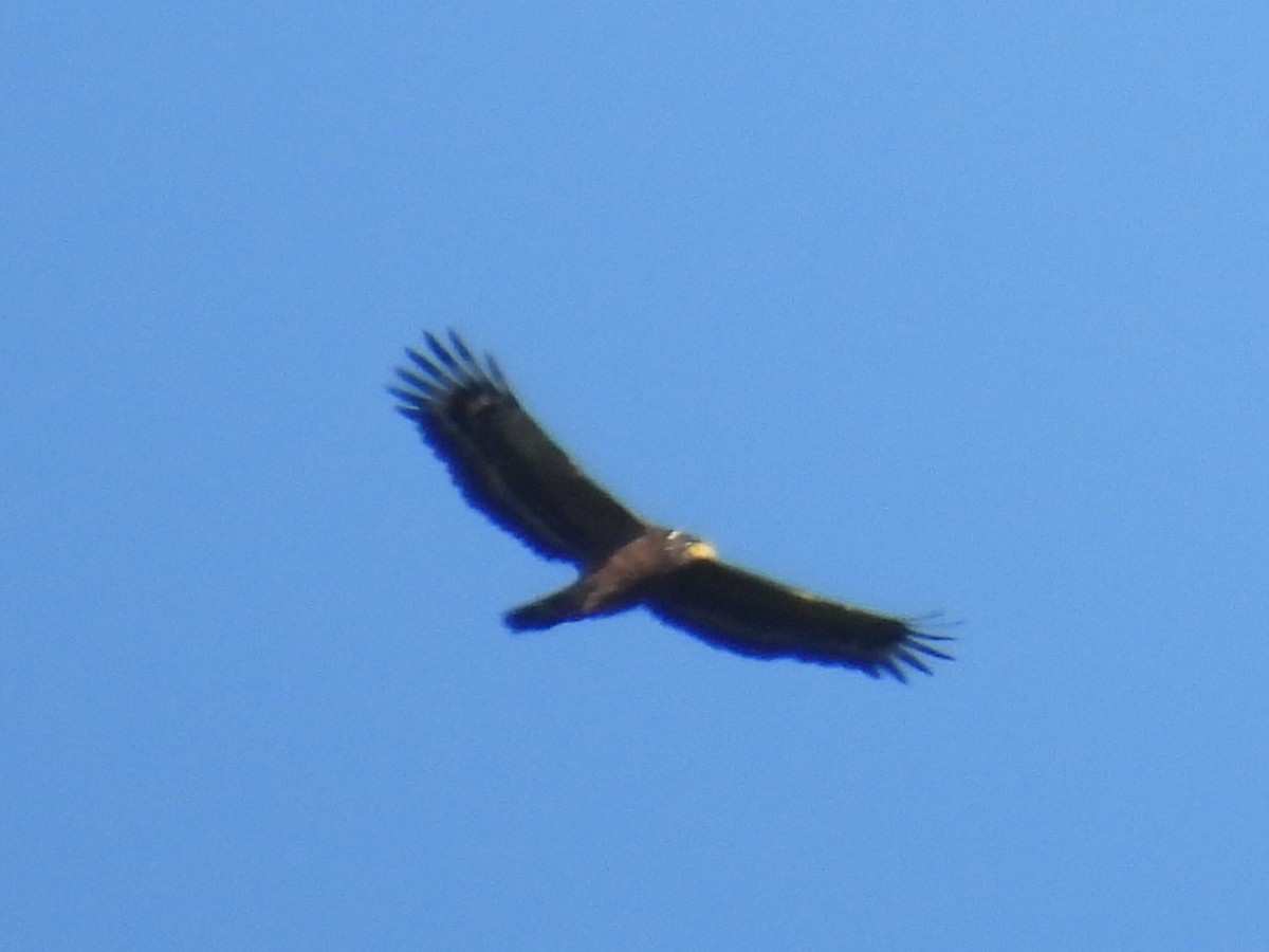 Culebrera Chiíla - ML645707273