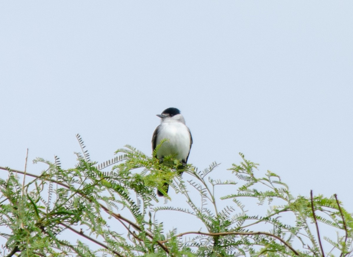 White-naped Xenopsaris - ML645707277