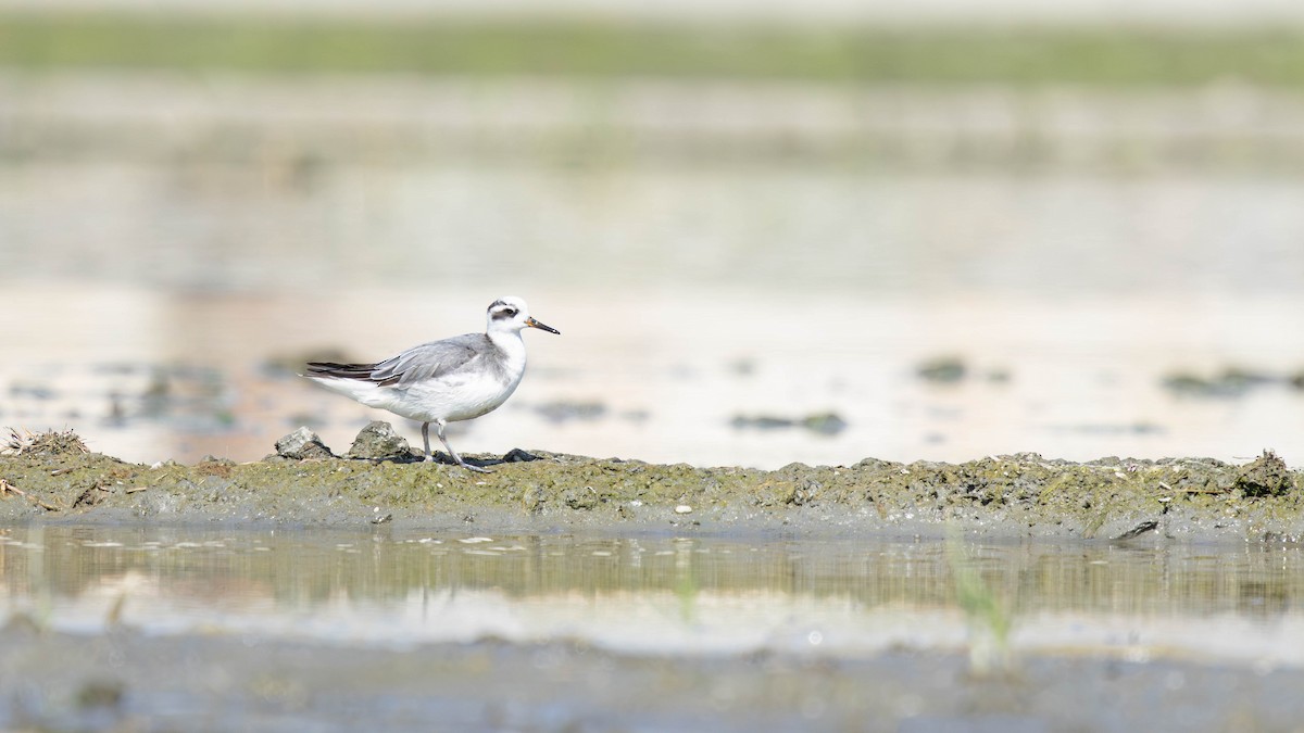 Red Phalarope - ML645707288
