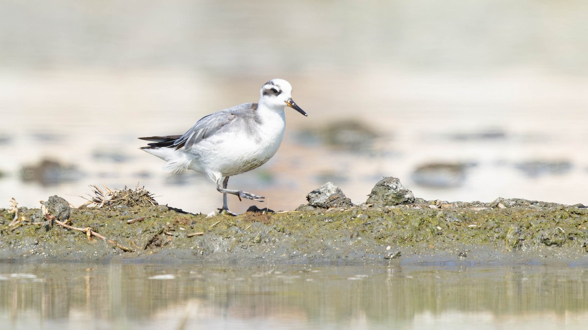 Red Phalarope - ML645707289