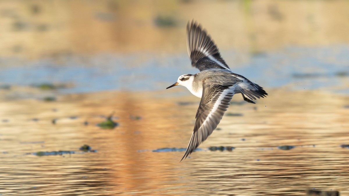 Red Phalarope - ML645707290