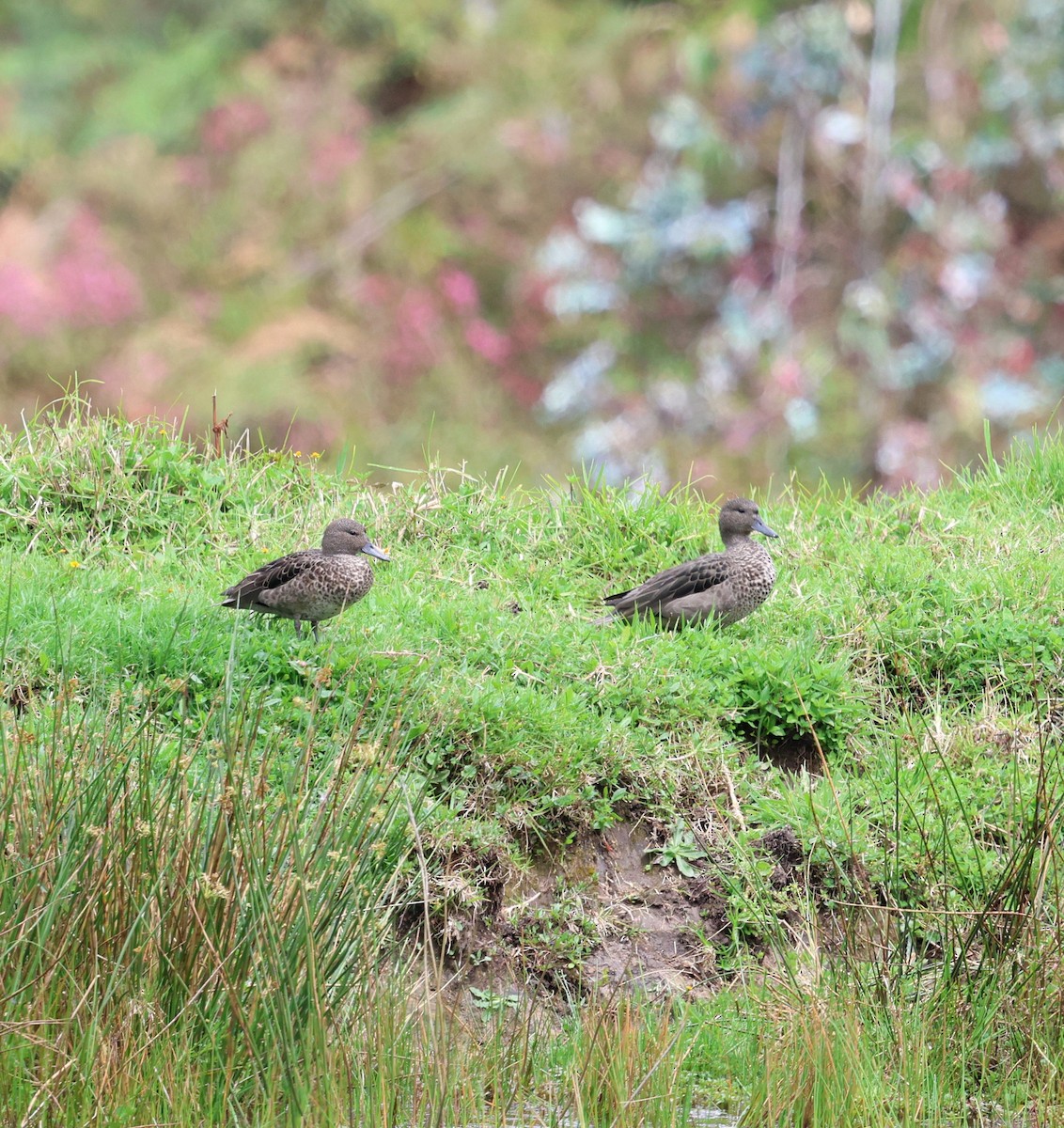 Sarcelle des Andes - ML645707296