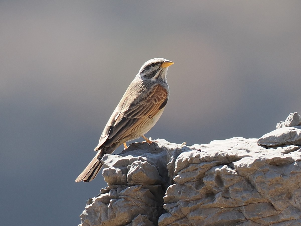 Striolated Bunting - ML645707304