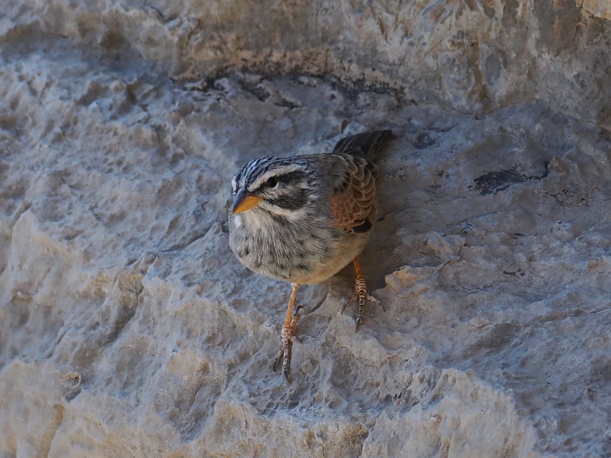 Striolated Bunting - ML645707305