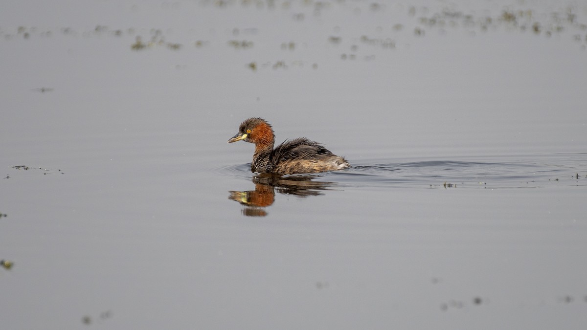 Grèbe castagneux - ML645707309