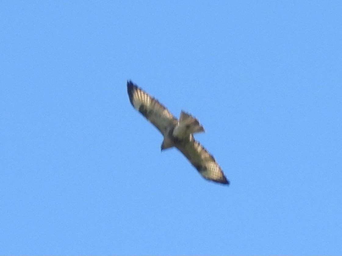 Eastern Buzzard - ML645707310