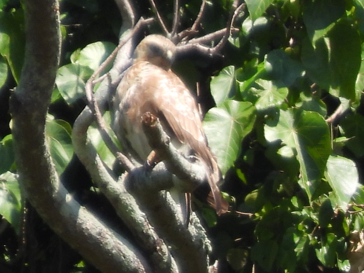 Eastern Buzzard - ML645707311