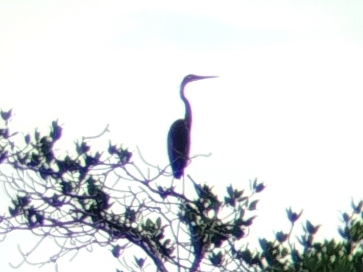 Héron pourpré - ML645707313