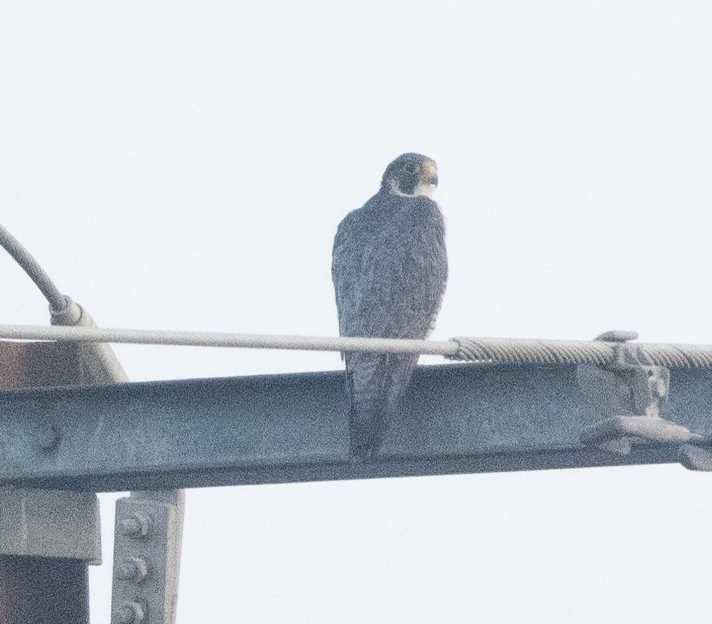 Faucon pèlerin - ML645707316