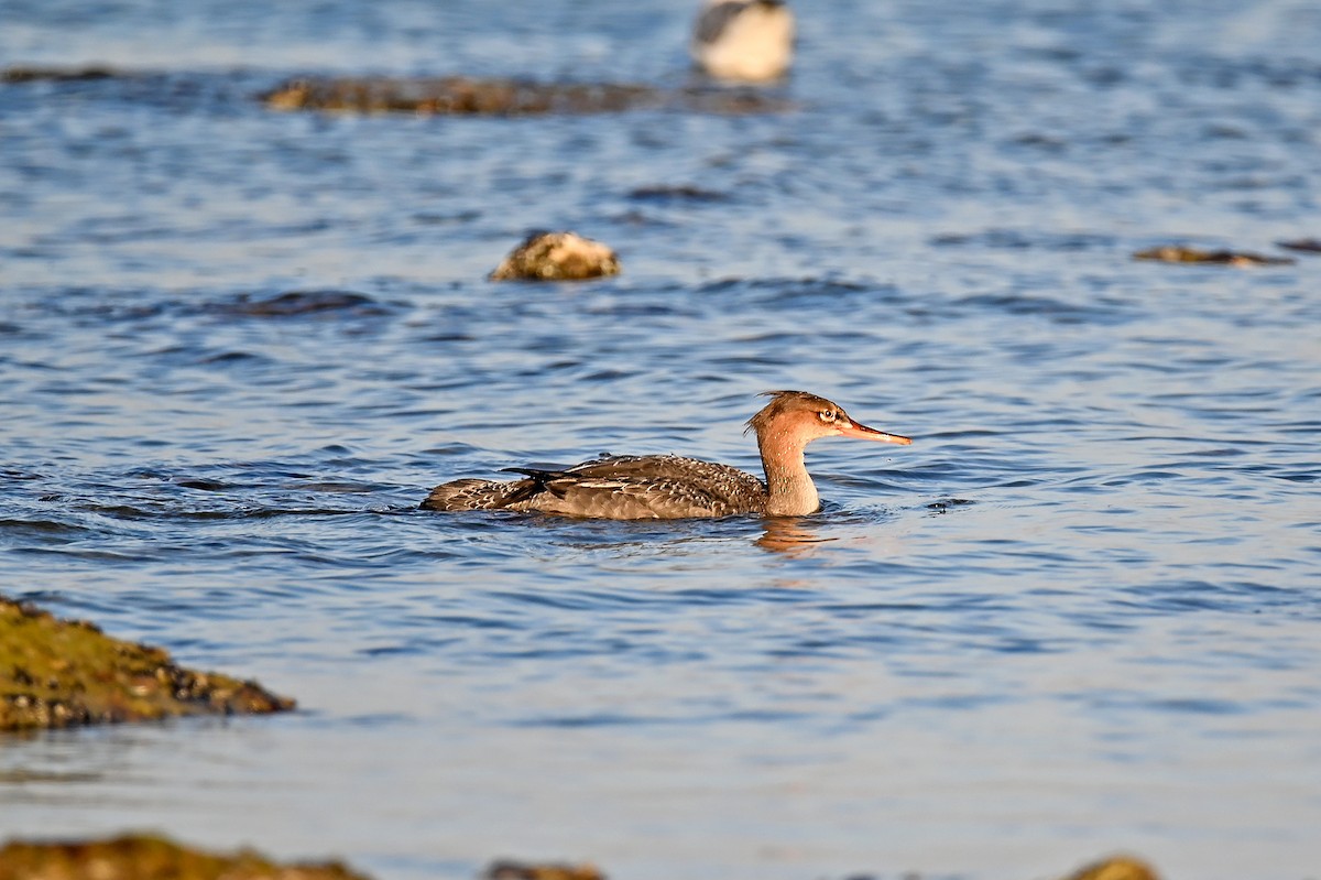 Harle huppé - ML645707317