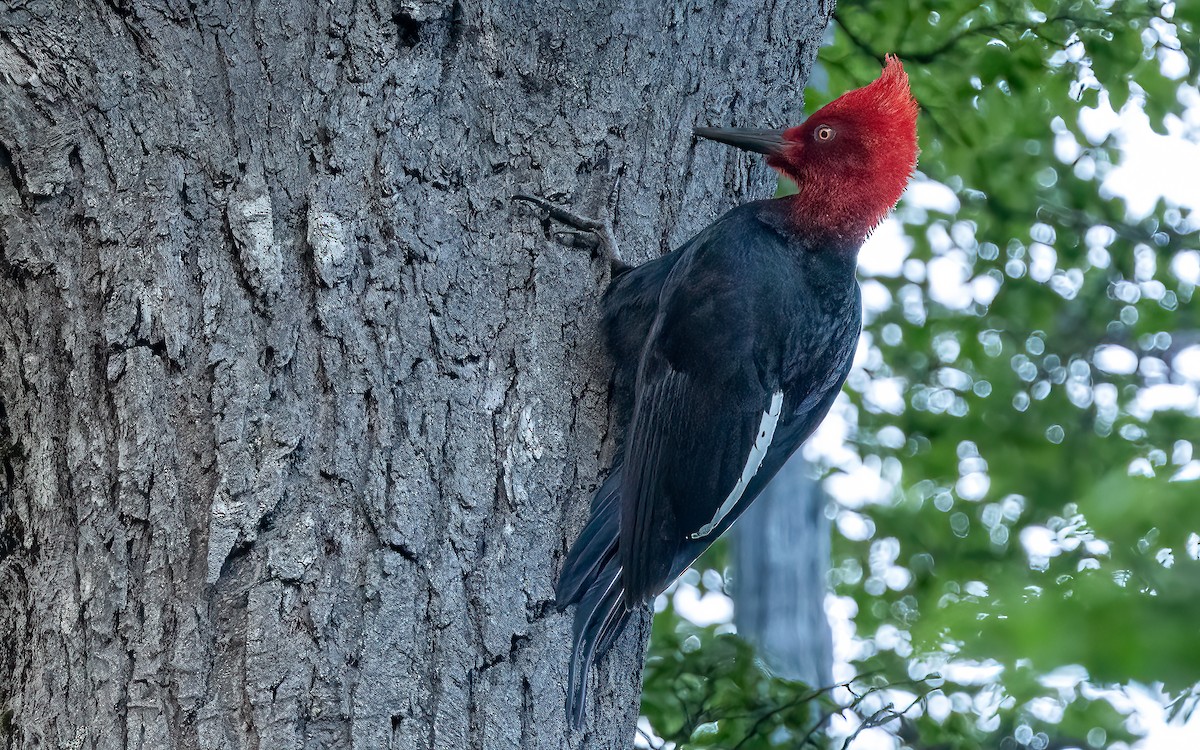 Pic de Magellan - ML645707318