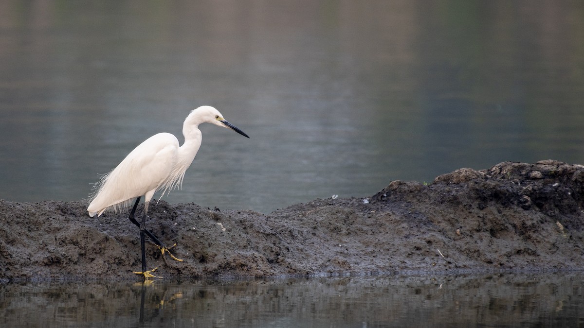 Aigrette garzette - ML645707320