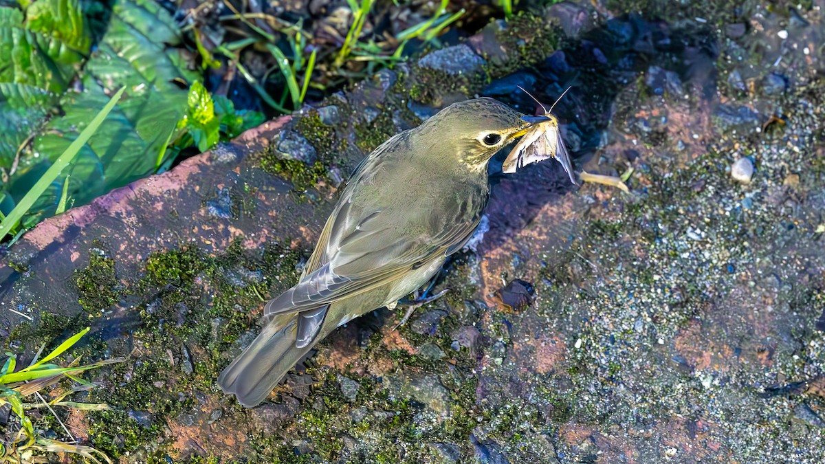 Grive à dos olive - ML645707322