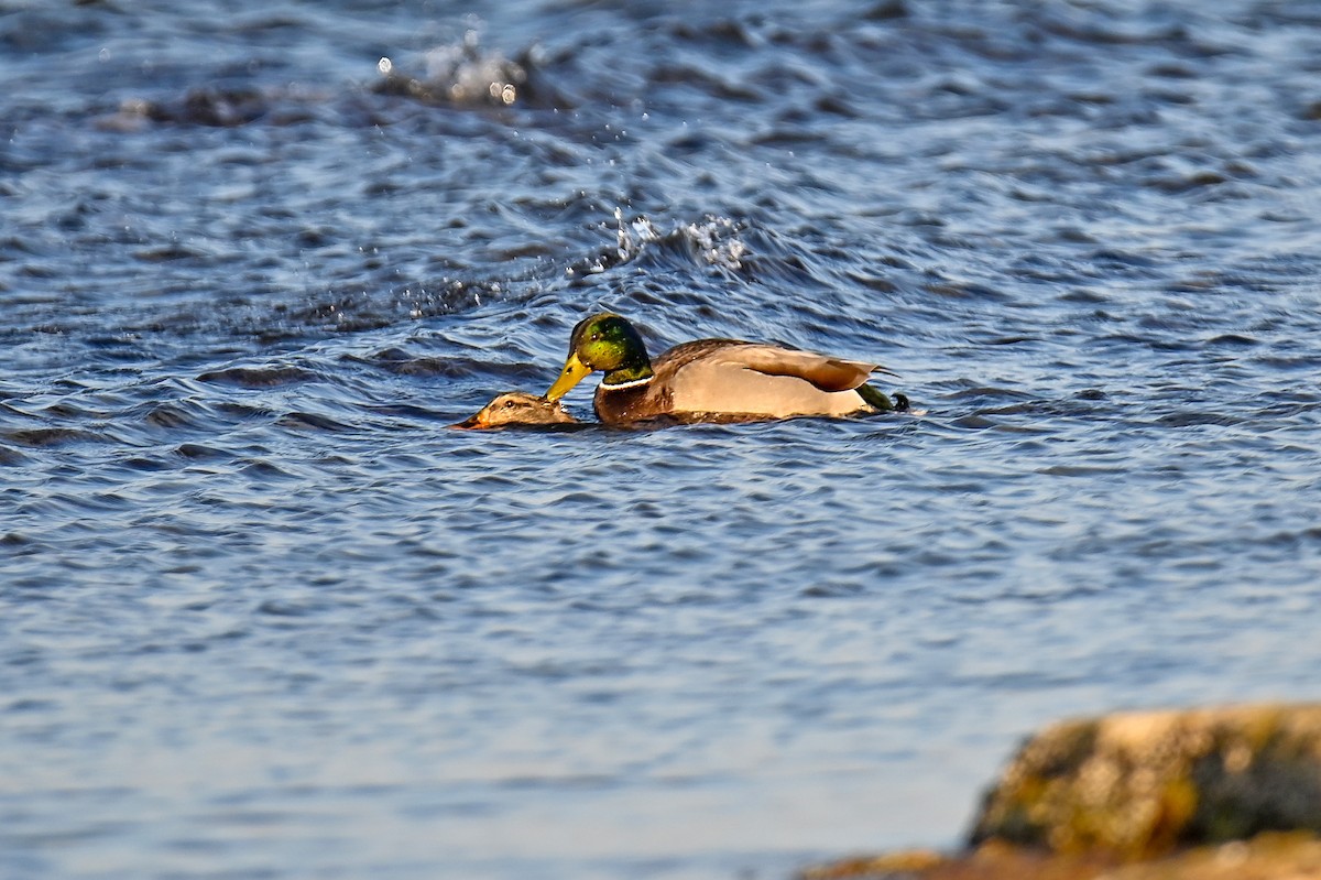 Canard colvert - ML645707323