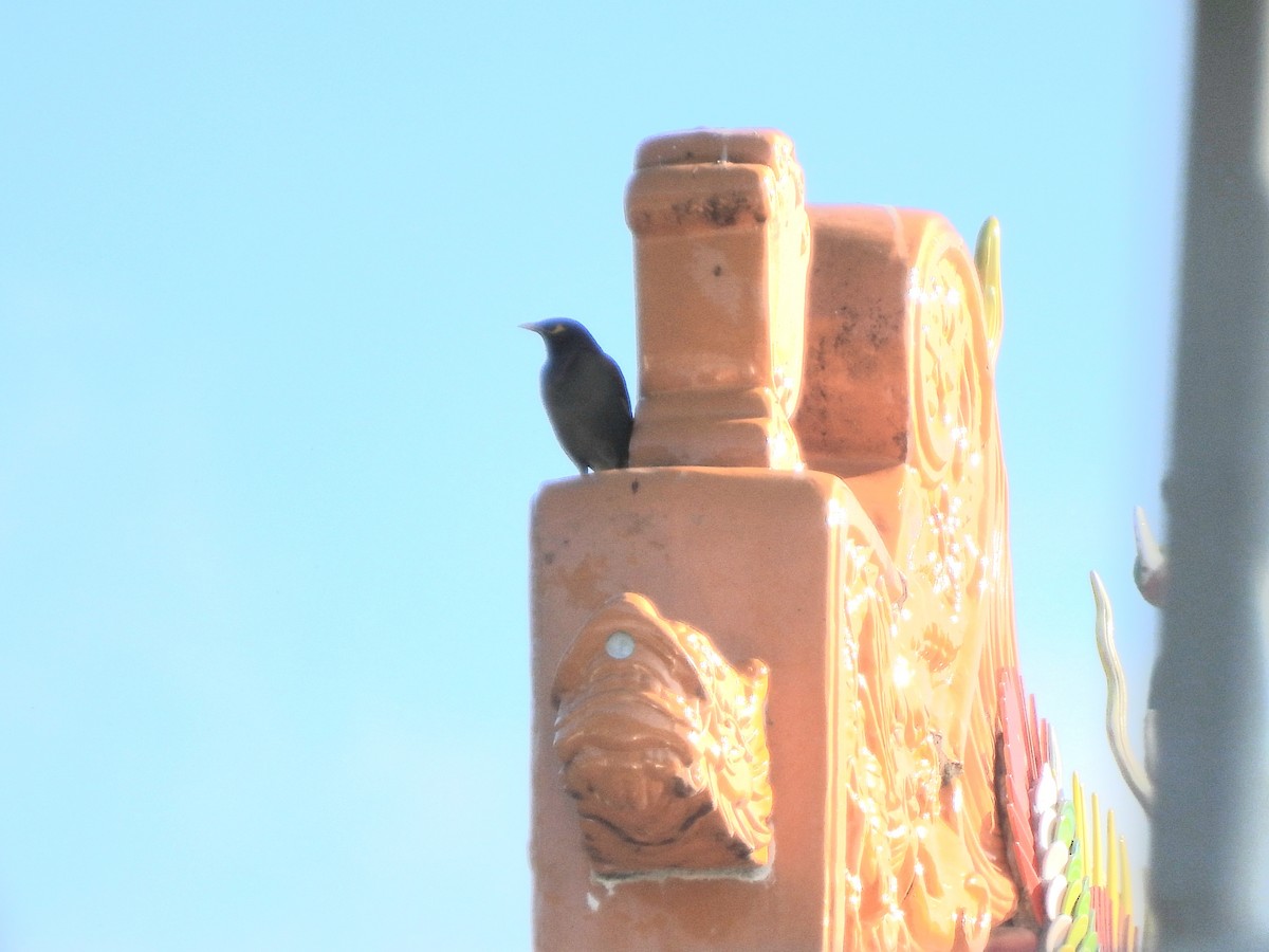 Martin triste - ML645707324