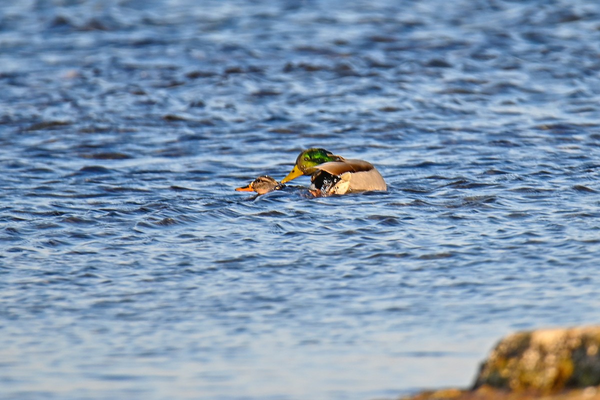 Canard colvert - ML645707325