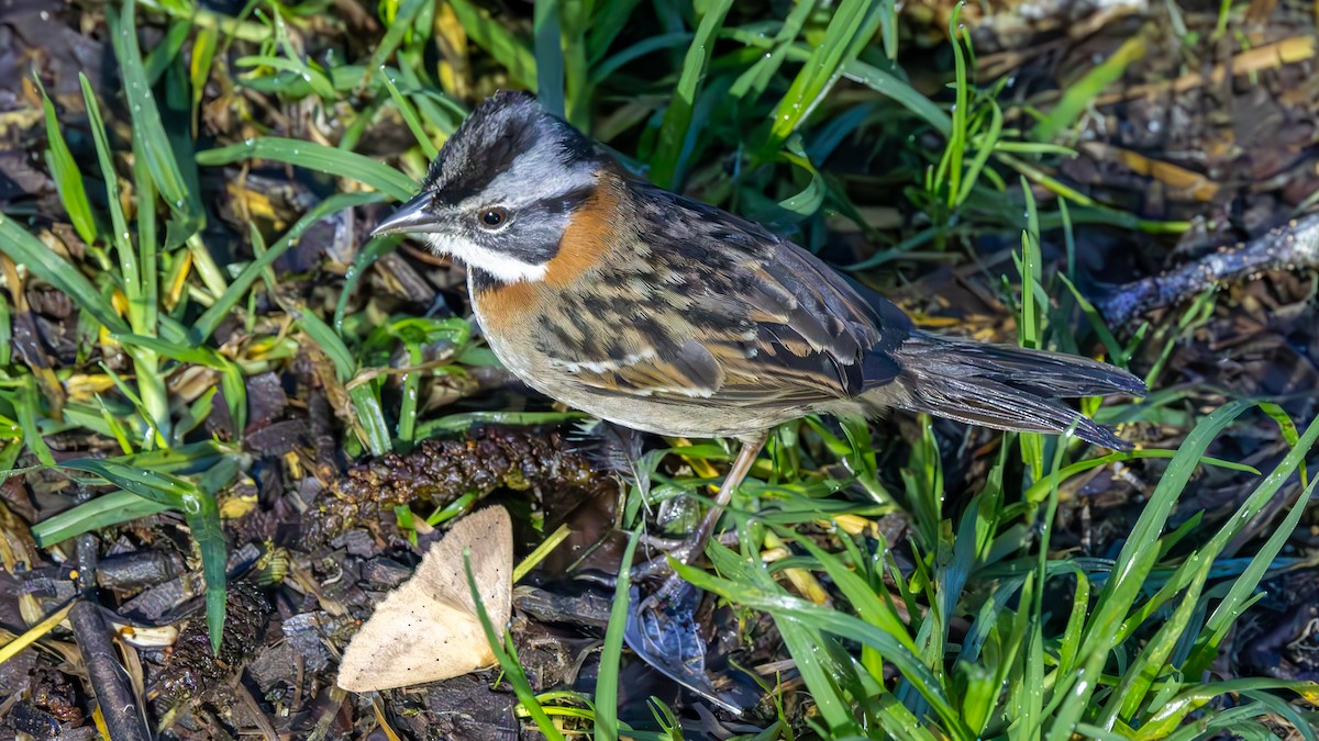 Bruant chingolo - ML645707327