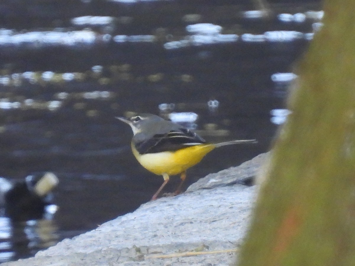 Bergeronnette des ruisseaux - ML645707329