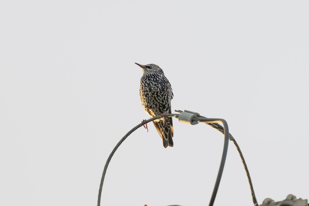 Étourneau sansonnet - ML645707330