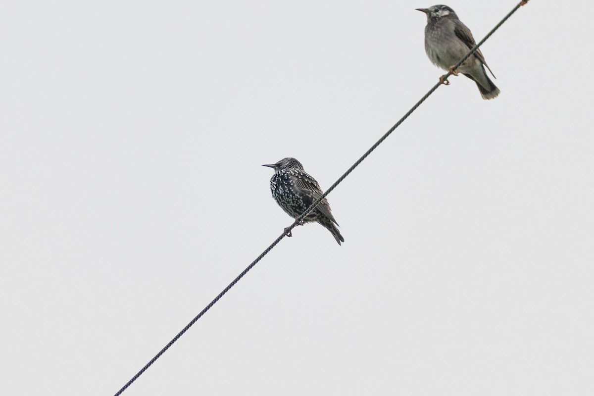 Étourneau sansonnet - ML645707331