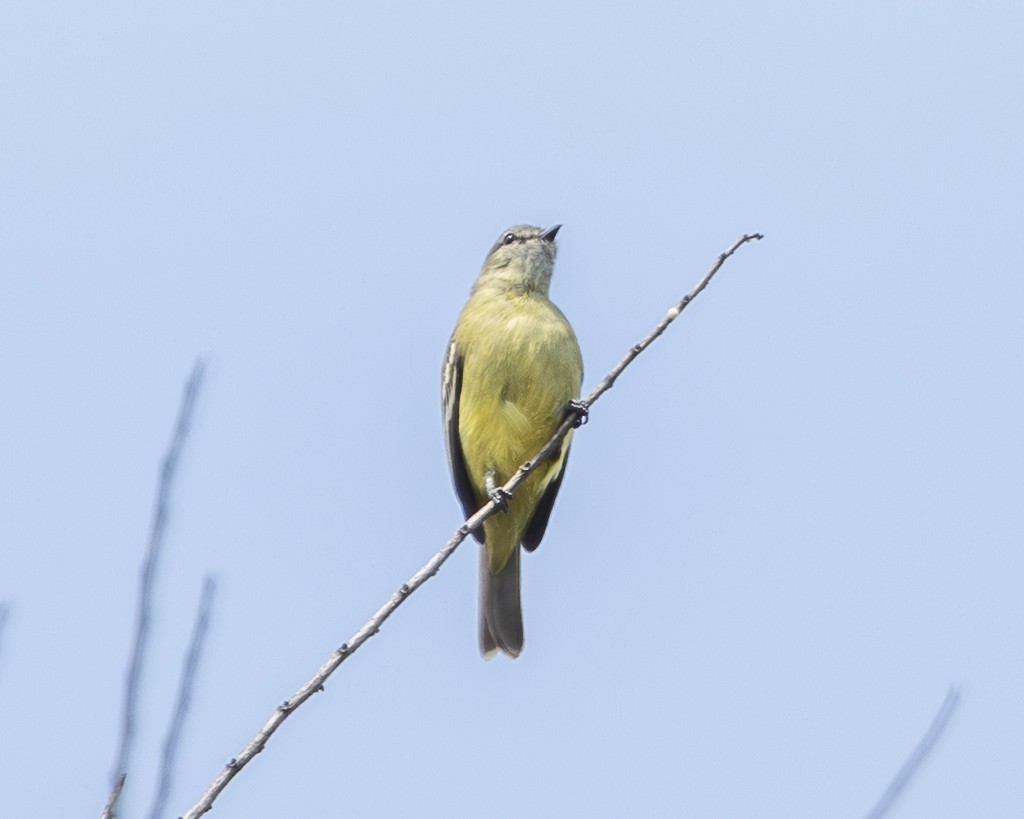 Tyranneau roitelet - ML645707332