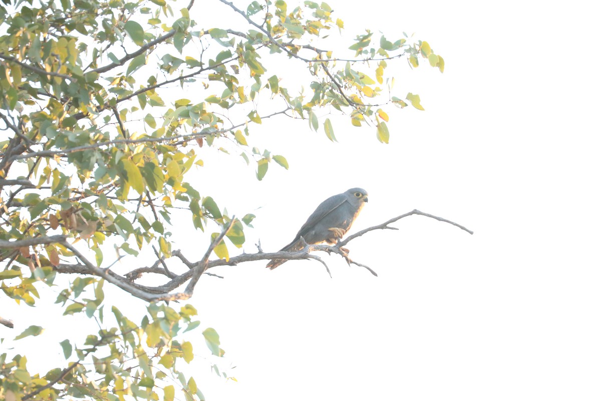 Faucon ardoisé - ML645707333