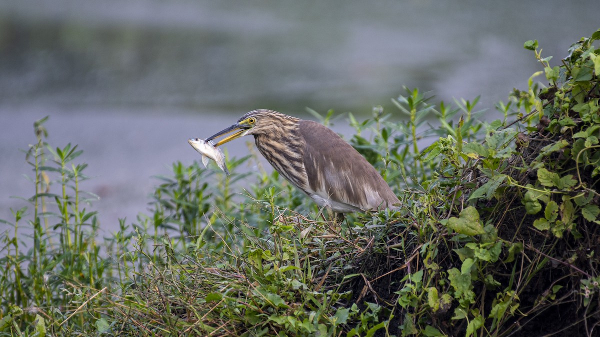 Crabier de Gray - ML645707334