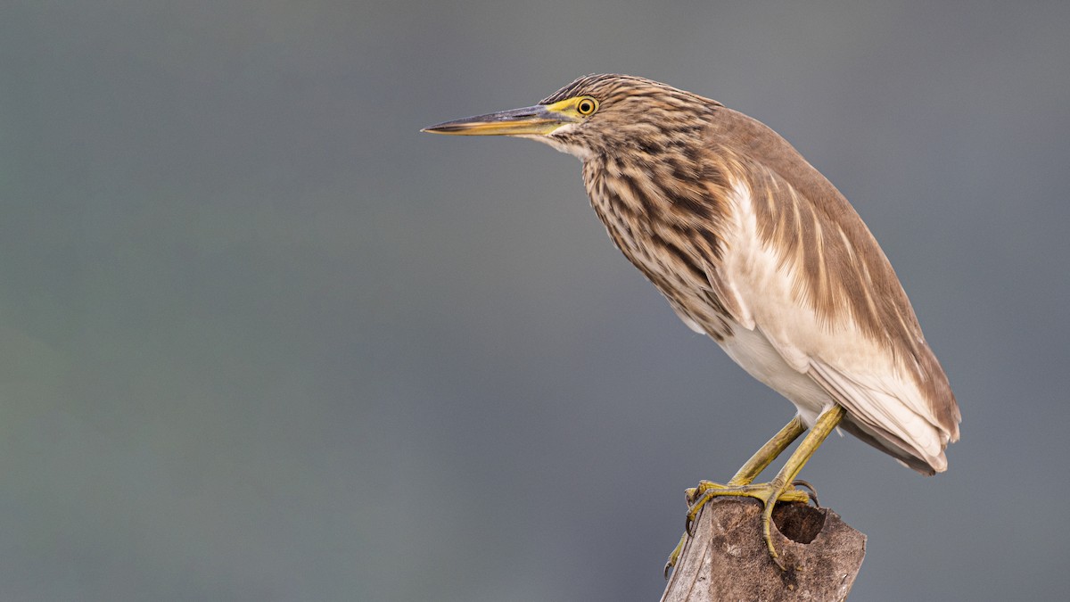 Crabier de Gray - ML645707335