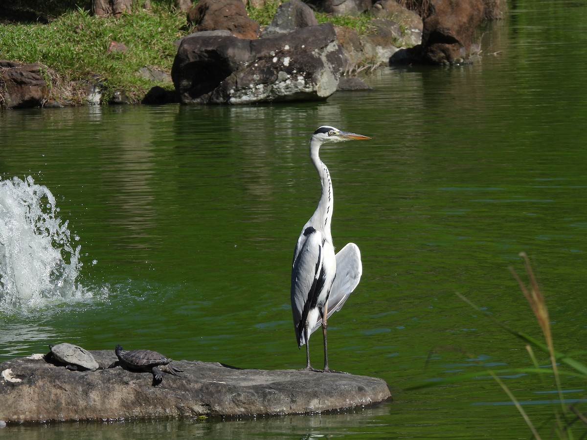 Héron cendré - ML645707336