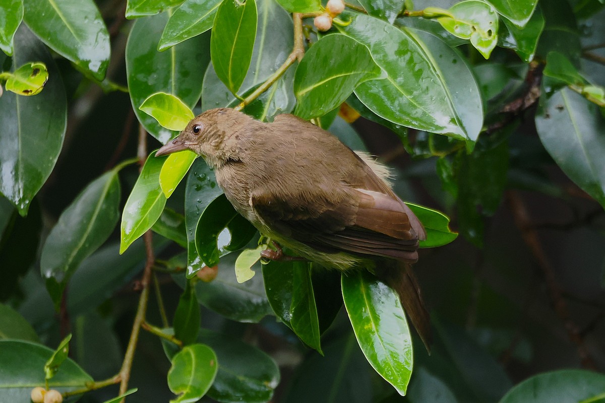 Bulbul à ailes olive - ML645707337