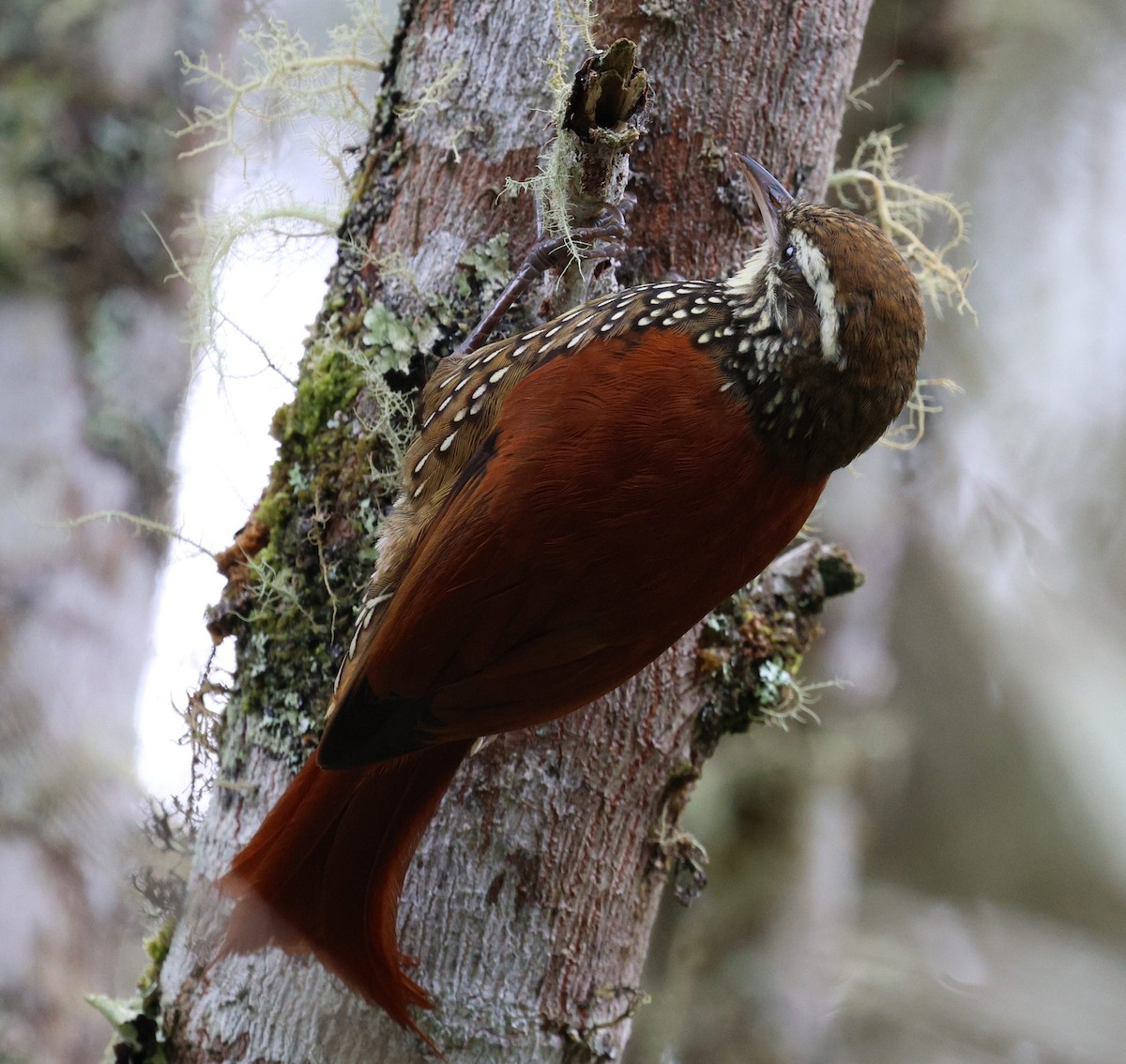 Anabasitte perlée - ML645707338