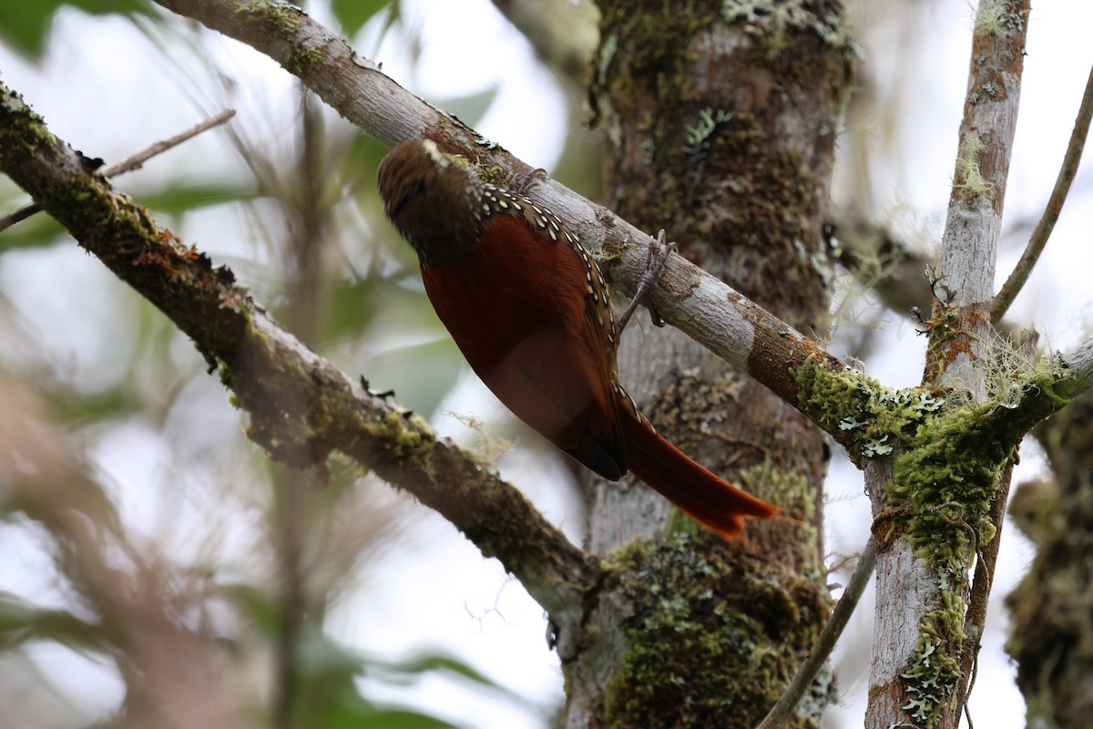 Anabasitte perlée - ML645707339