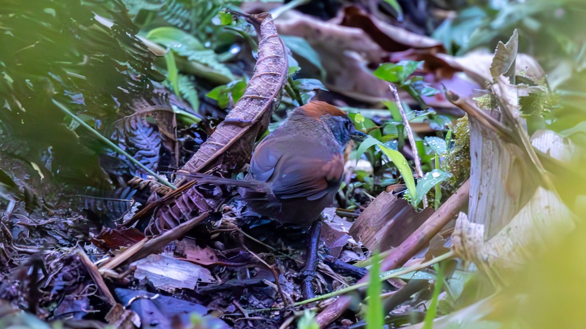 Synallaxe d'Azara - ML645707340